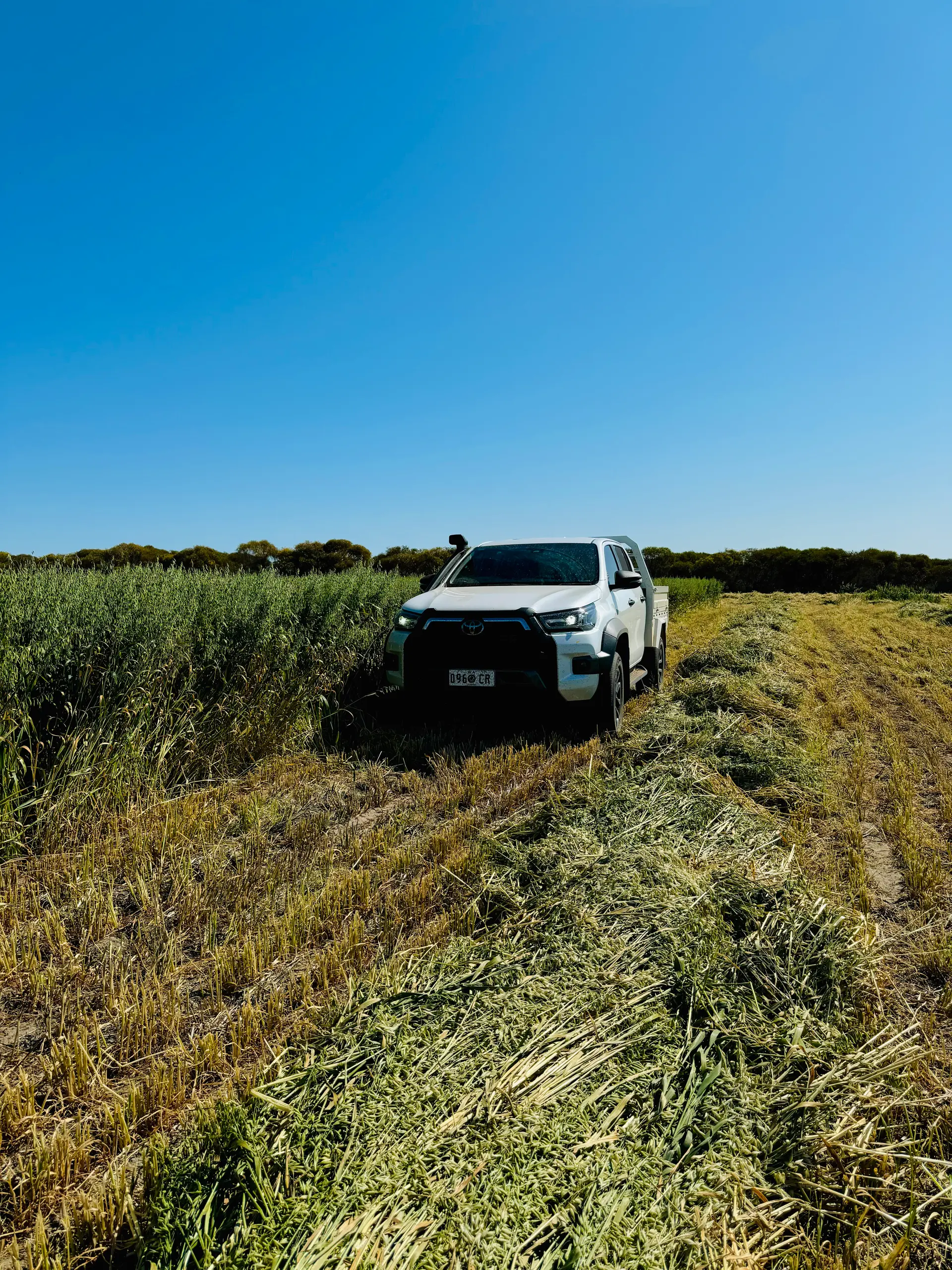 Premium oaten horse hay crop, Sunnydale WA