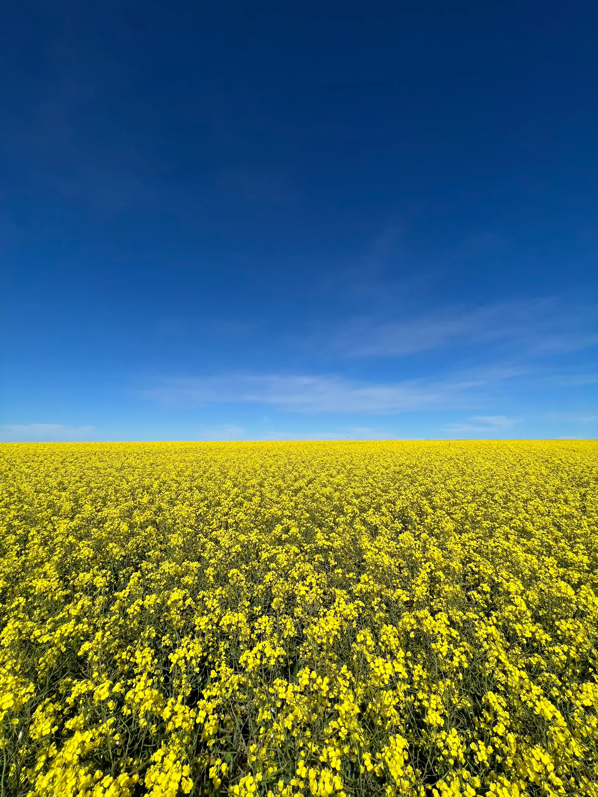 Yellow flowering canola crop, Sunnydale Farming Co. WA Wheatbelt
